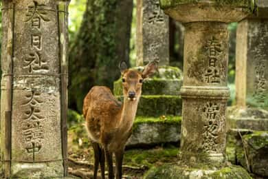 1 giorno da Osaka a Nara: fuga per trovare la pace con tempio e cervi