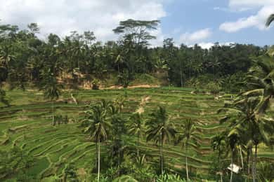 Excursão a Ubud Floresta dos Macacos Terraços de Arroz Bali Swing Tirta Empul