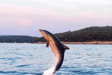 Rovinj: Gemeinsame Delfin- und Sonnenuntergangstour mit Getränken
