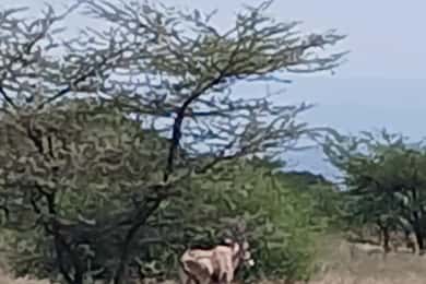 "Awash National Park Safari Experience"
