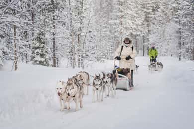 Levi Polar Lights Tours: Nissernes sti Husky Safari 15 km