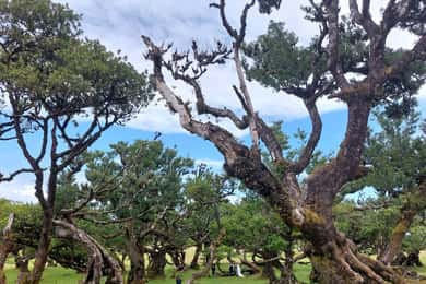 West Madeira:, Laurel Forest, Waterfall, Rock Pools, Walk