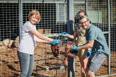 Monarto Safari Park: Lions At Bedtime