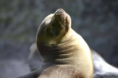 Paracas: Rondvaart door Islas Ballestas - De Galapagos van Peru