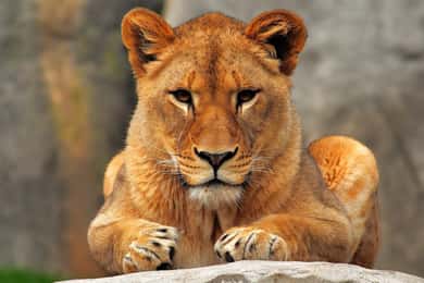 Safari economico di 7 giorni in Tanzania con campeggio