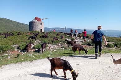 Serra dos Candeeiros : Shepherd for a morning
