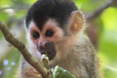 Manuel Antonio nationalpark Fullständigt djurliv