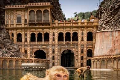 Visite de Jaipur avec le temple des singes (Galta ji temple)