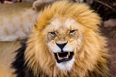 From Cape Town: Aquila Game Reserve Safari Tour with Lunch