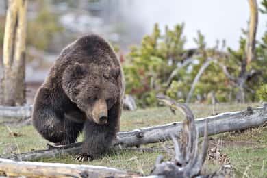Tour particular dos destaques do Parque Nacional de Yellowstone