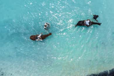 Mauritius: Jahanje na plaži