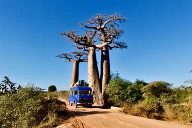 8 Tage Tour nach Morondava, Tsingy, & Baobabs Avenue