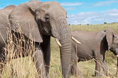Amboseli; 2 days safari to Amboseli park from Nairobi.