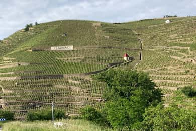 Ampuis: Visit to Vineyards of Côte-Rôtie with Aperitif