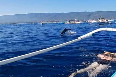 Lovina/BALI : SPECIAL Dolphin Watching,Swimming,Snorkeling