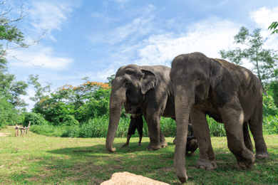 Phuket: Elephant Sanctuary Guided Tour with Hotel Transfers