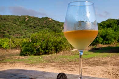 Weintour und Mittag- oder Abendessen in unserem Weinberg