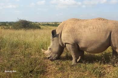 DAY TOUR OL PEJETA PARK FROM NAIROBI.