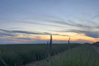 A provençal picnic at sunset in the lavender fields