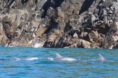 Noosa Heads: Ocean Rider Dolphin Safari. Family specials