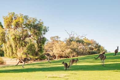 Swan Valley: Golf Cart Kangaroo Safari w/ Mini Golf & Drink