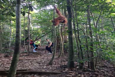 Bukit Lawang: Orang-oetan Tour & Prachtig Jungle Uitzicht
