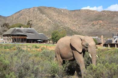 Aquila: Safari Game Drive