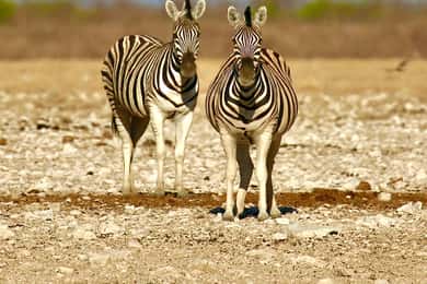 4 day Sossusvlei and Swakopmund Lodging