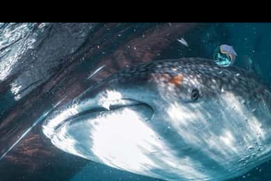 From Lombok,Sumbawa Whale Shark Tour 2D1N