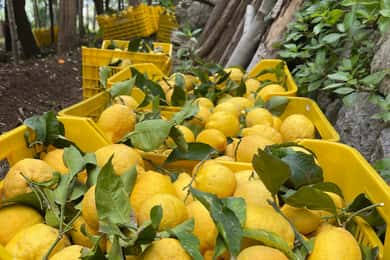 Maiori: Amalfi Coast Path of Lemons Day Trip with Tastings