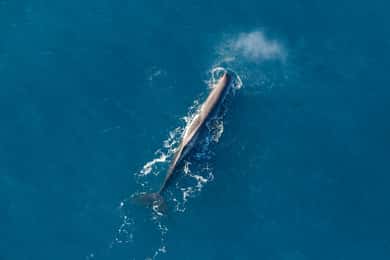 Kaikoura: 1-Hour Whale Watching Helicopter Tour