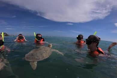 Akumal: begeleide snorkeltocht met zeeschildpadden en zwemmen bij het koraalrif