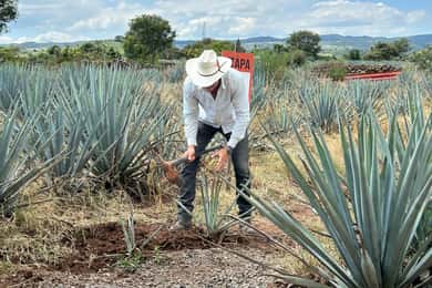 Guadalajara: Premium Tequila-tur med smaksprøver og sammenkoblinger