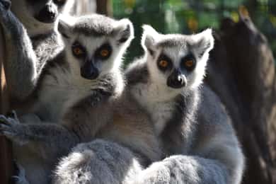 Carini: entrada al Bioparco di Sicilia