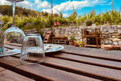 Vineyard Tour and Wine Tasting