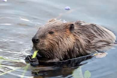 Sälen: Evening Beaver Safari by Canoe
