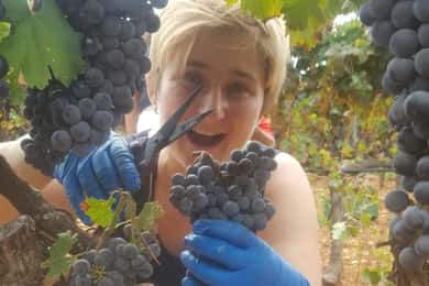 Mallorca: Vinkällartur XL – inklusive 3 vinprovningar