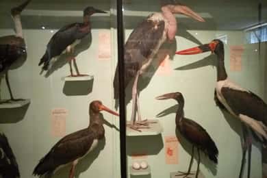 Nairobi: Arboretum and National Museum Day Tour