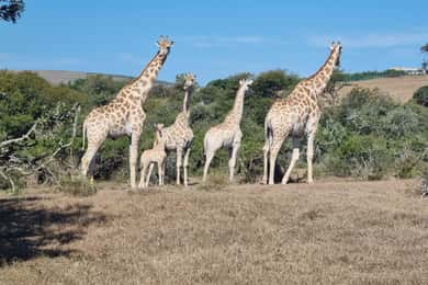 Port Elizabeth: Addo Park Safari with Giraffe Walk and Lunch