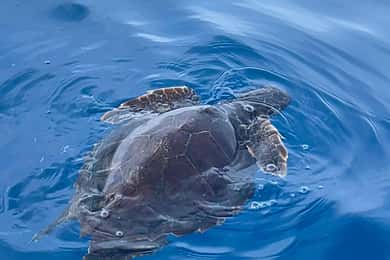 tour en barco explorando y buscando delfines en Acitrezza