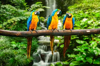 Desde Iquitos: Viaje de 4 días por la selva amazónica
