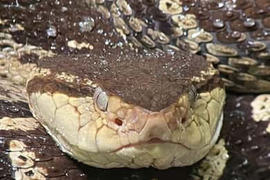 Manuel Antonio nationalpark: Guidad tur med strandtid
