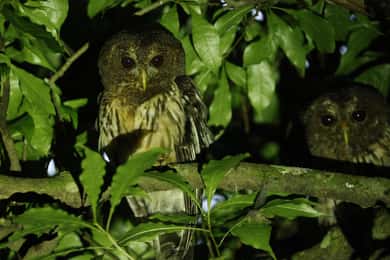 Monteverde: Oktari Monteverde Night Walk Tour