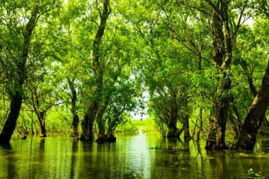 Sulina: Letea Forest Day Trip