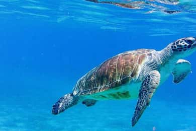 Willemstad: zwemmen met schildpadden en strandhoppen