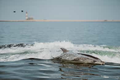 Walvis Bay: Dolfijncruise langs de Namibische kust met lichte lunch