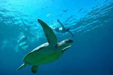 3 Islands Snorkeling with Glass Bottom Boat & GOPRO SHOOT