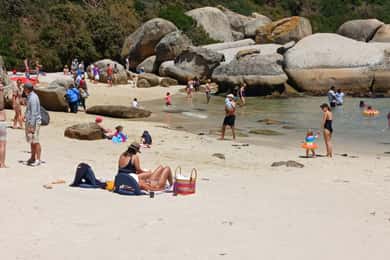 Beach Day at Boulder's Beach & Penguin watching, Half Day