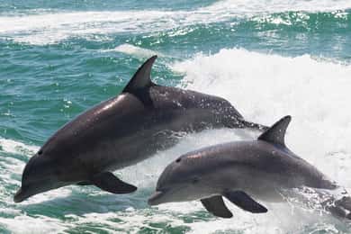 Muscat: Dolphin Watch & Snorkeling