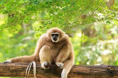 Dalat to Cat Tien National Park & Saigon (3 Days)